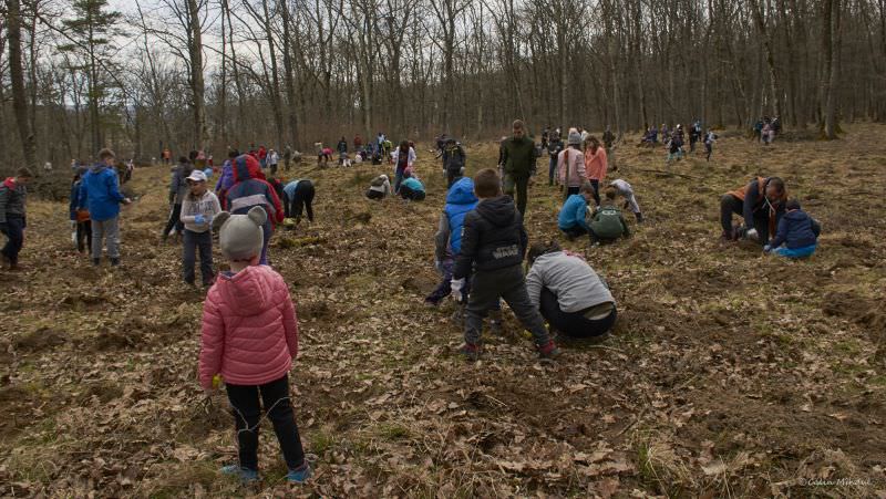 foto - mii de copaci plantați la acțiunea ''sibiul plantează''