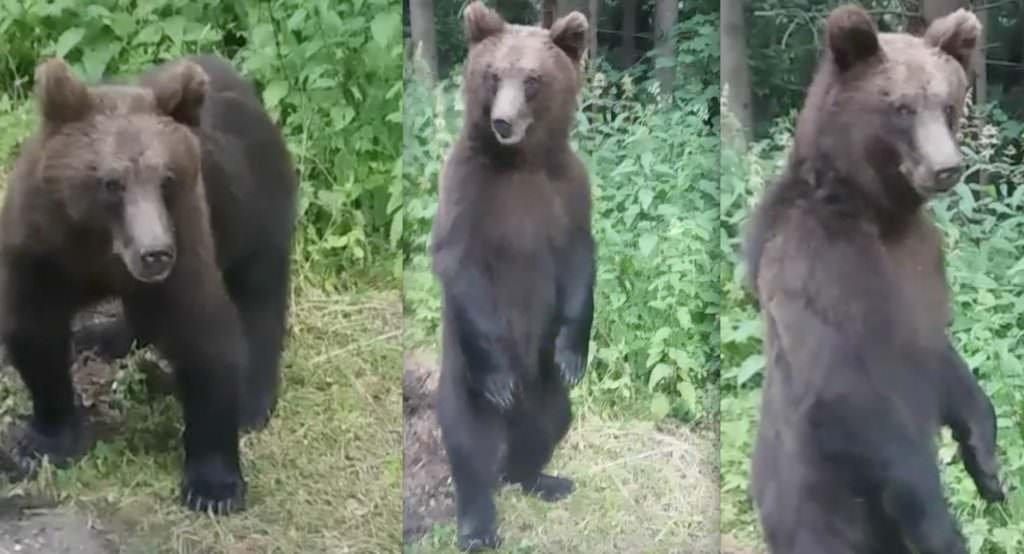 video foto - un urs a stopat lucrările drumarilor pe transfăgărășan. la propriu!