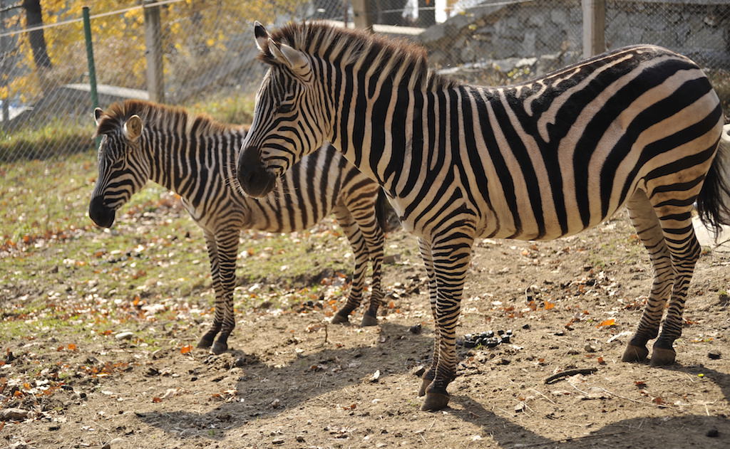 struții și zebrele vor avea un adăpost nou la grădina zoologică sibiu