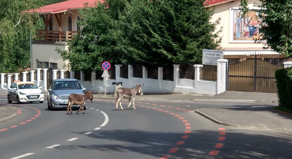 foto - măgari în trafic la sibiu. la propriu!