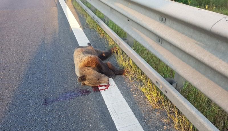 foto - încă un urs omorât de o mașină pe autostrada sibiu orăștie. este al doilea în câteva zile