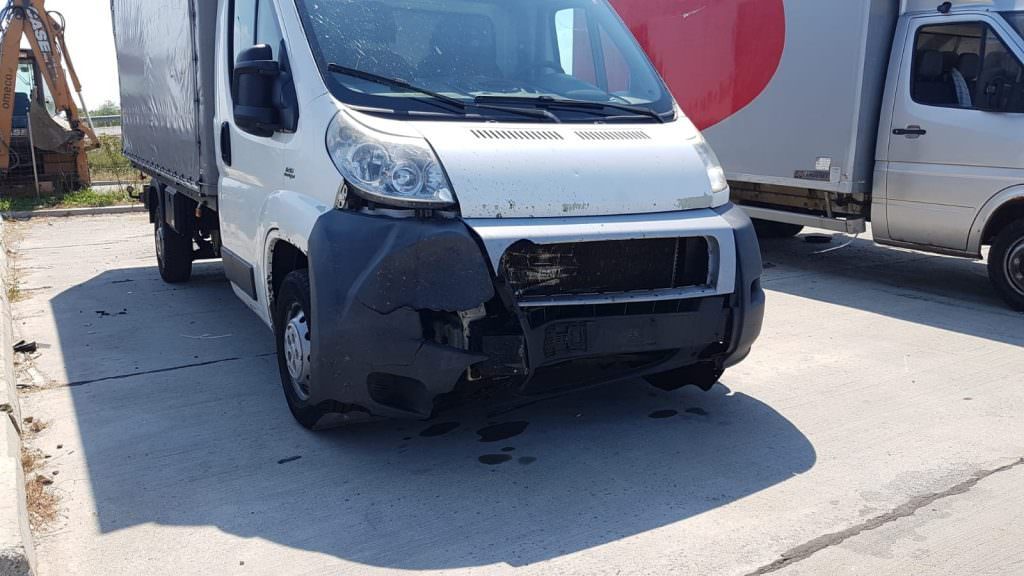 Urs sfârtecat pe Autostrada A1 - A apărut în fața unui camion