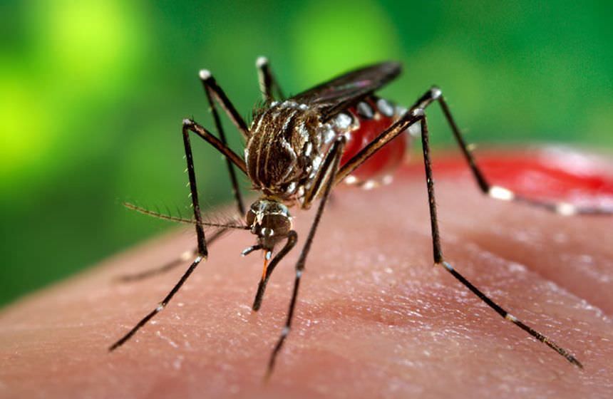 Trei cazuri de infecţie cu virusul West Nile la Sibiu