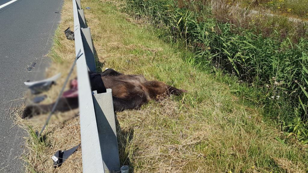 Urs sfârtecat pe Autostrada A1 - A apărut în fața unui camion