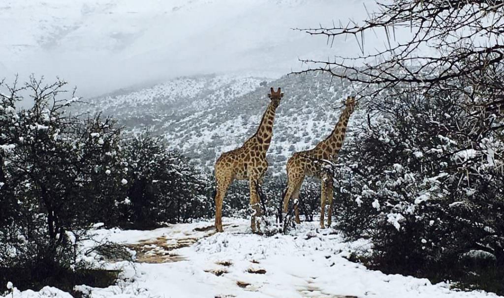 foto - a nins în africa. girafe și elefanți pozați în zăpadă