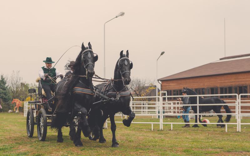 cum a fost la prima ediție dracula horse festival