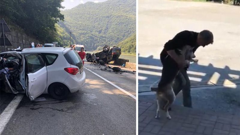 video momentul revederii câinelui pierdut într-un accident pe valea oltului, cu stăpânul său