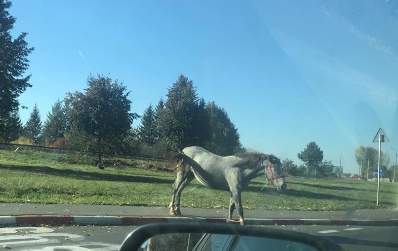 foto - patru cai ’’frumoși’’ la păscut în parc în ștrand