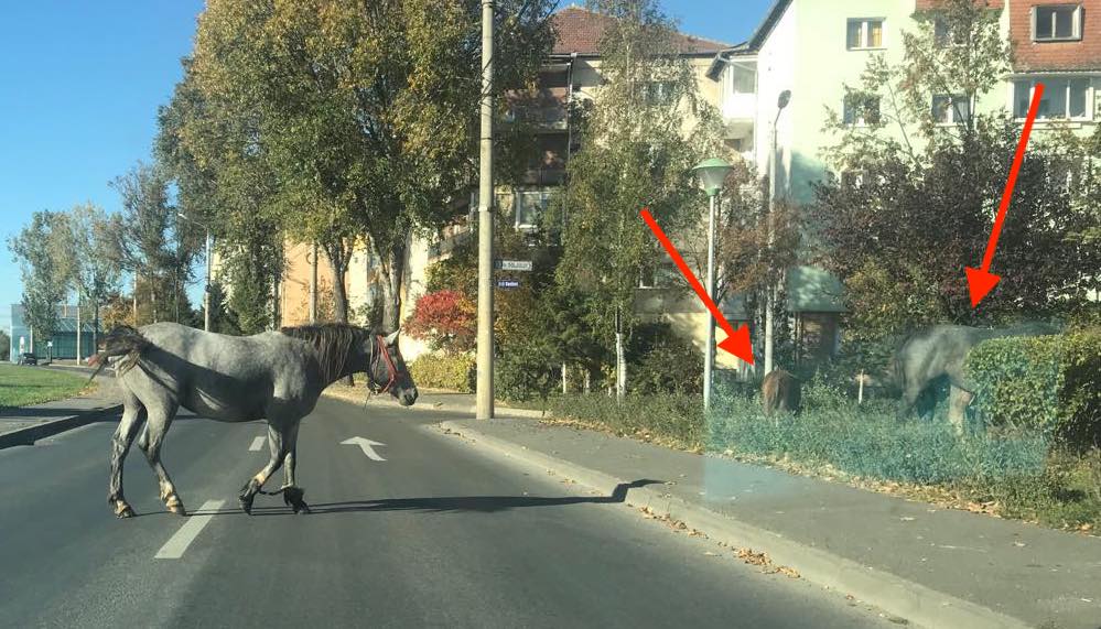 foto - patru cai ’’frumoși’’ la păscut în parc în ștrand