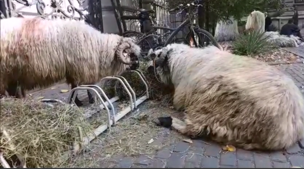 foto oierii din sibiu au pichetat ministerul agriculturii - ghiță ciobanul a adus câțiva berbecuți