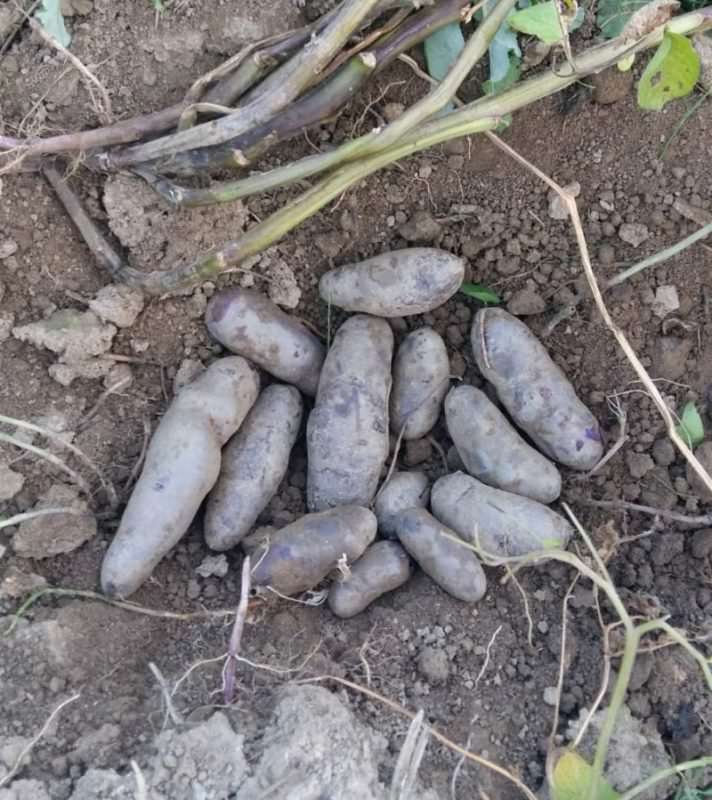 Cea mai sănătoasă legumă se cultivă la Sibiu - Cartofii mov sunt la mare căutare