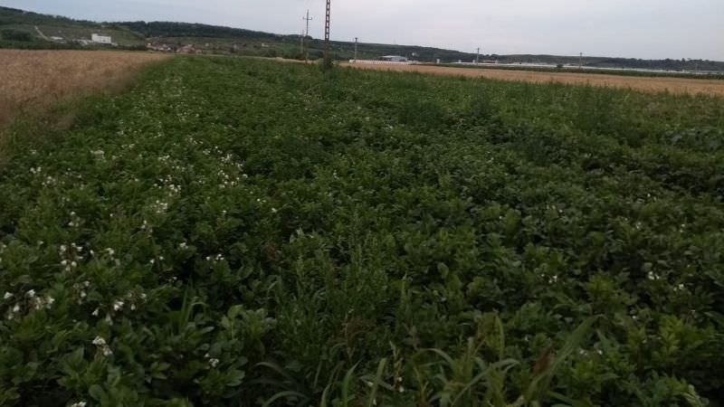 Cea mai sănătoasă legumă se cultivă la Sibiu - Cartofii mov sunt la mare căutare