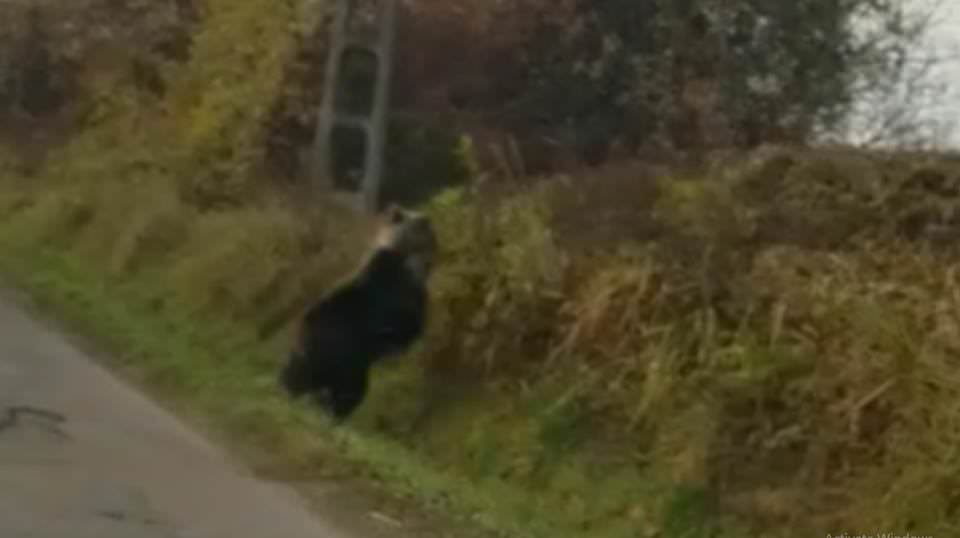 video urs pe șosea, la valea lungă, lângă mediaș