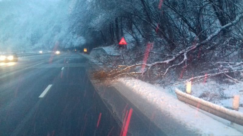 alți doi copaci căzuți pe valea oltului. polițiștii atenționează