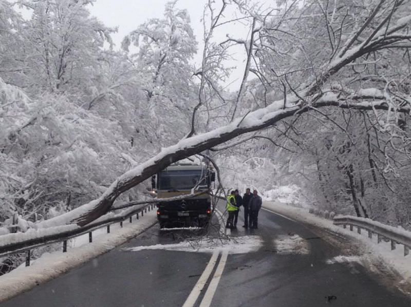 foto trafic blocat pe hula bradului din cauza unui copac