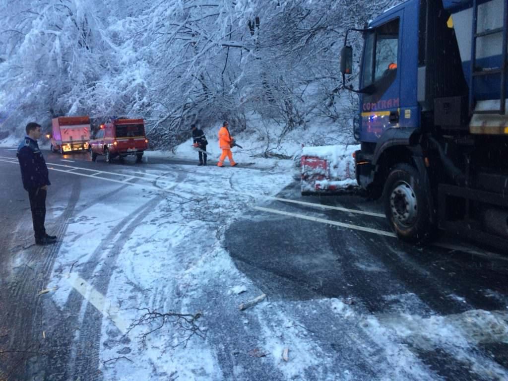 Alți copaci căzuți pe carosabil, pe Valea Oltului, în zona Lazaret