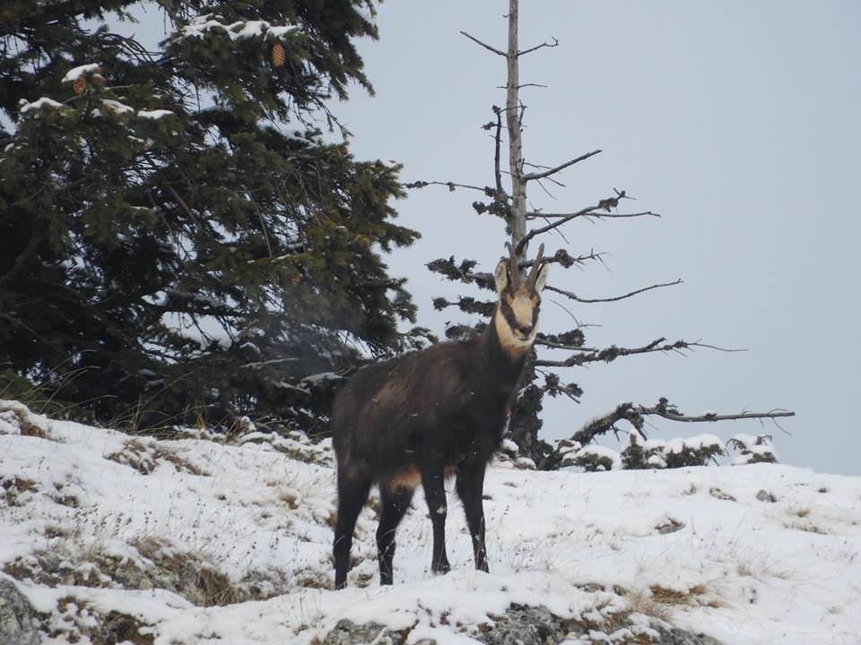 foto imagini inedite din piatra craiului - caprele negre au coborât la poalele munților