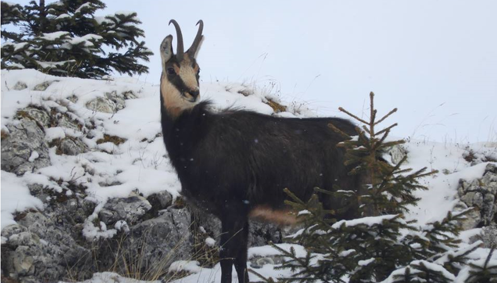 foto imagini inedite din piatra craiului - caprele negre au coborât la poalele munților