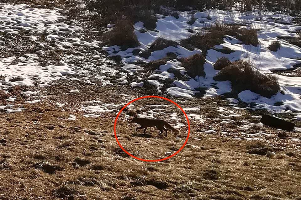 foto - vulpile au ajuns în oraș - nu se mai tem de oameni și caută mâncare