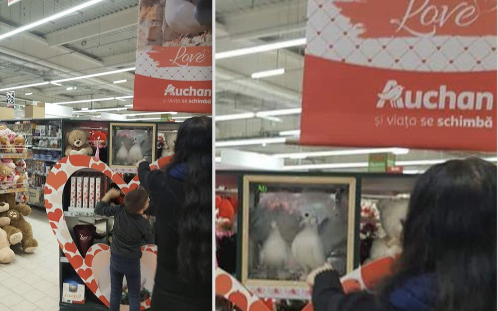 foto - porumbei vii închiși în cutii de plastic la auchan din sibiu. oamenii s-au revoltat