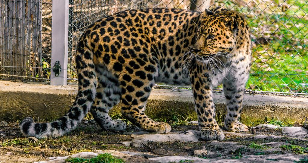 FOTO - Trei noi locuitori la Zoo Sibiu - Un leopard de Amur și doi lupi albi