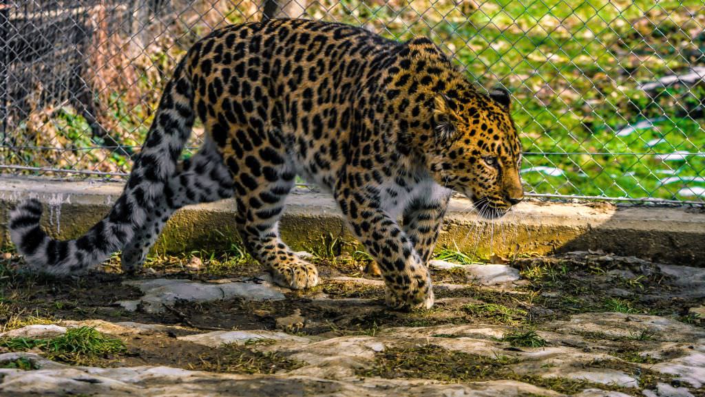 FOTO - Trei noi locuitori la Zoo Sibiu - Un leopard de Amur și doi lupi albi