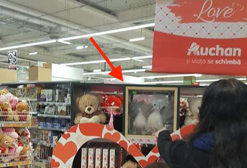 foto - porumbei vii închiși în cutii de plastic la auchan din sibiu. oamenii s-au revoltat