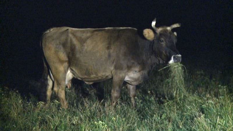 vacă lovită de un scuter condus de un tânăr beat la mălâncrav