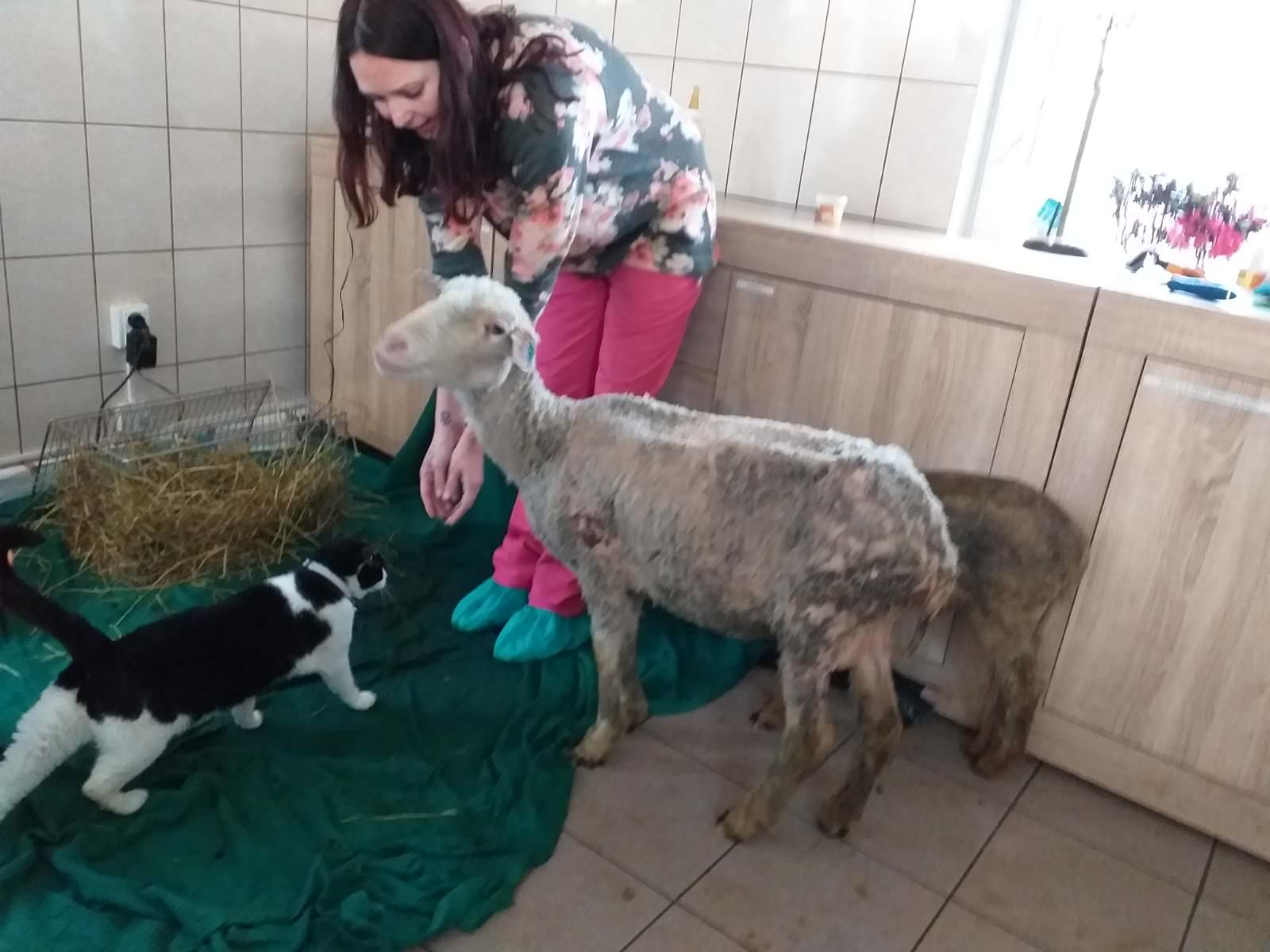 foto - prietenie neobișnuită între o oaie și un motan la spitalul animalelor orfane