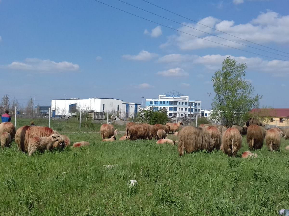 FOTO Turmele de oi, tot mai prezente în Sibiu. Mai ales în zona Turnișor