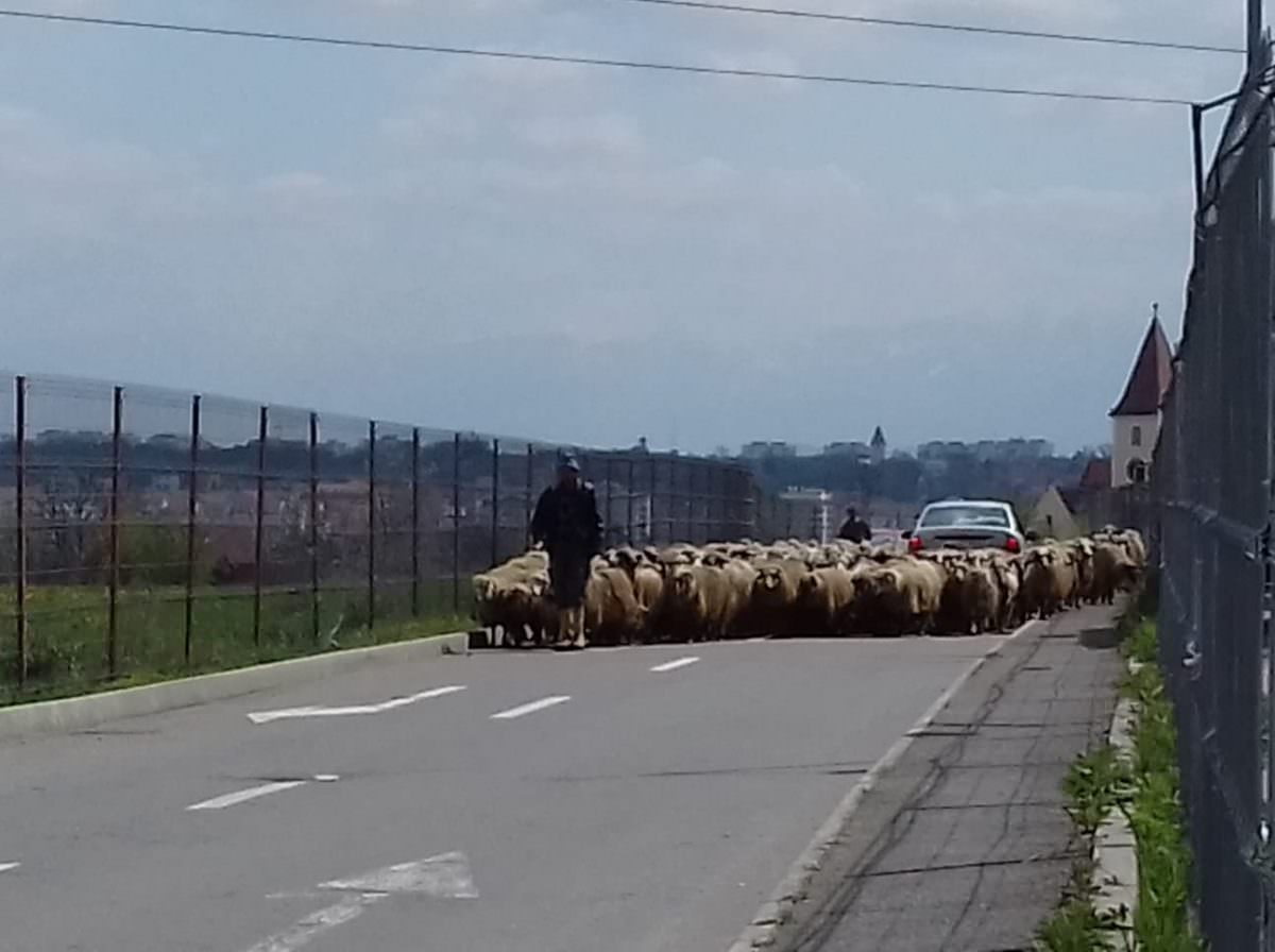 FOTO Turmele de oi, tot mai prezente în Sibiu. Mai ales în zona Turnișor