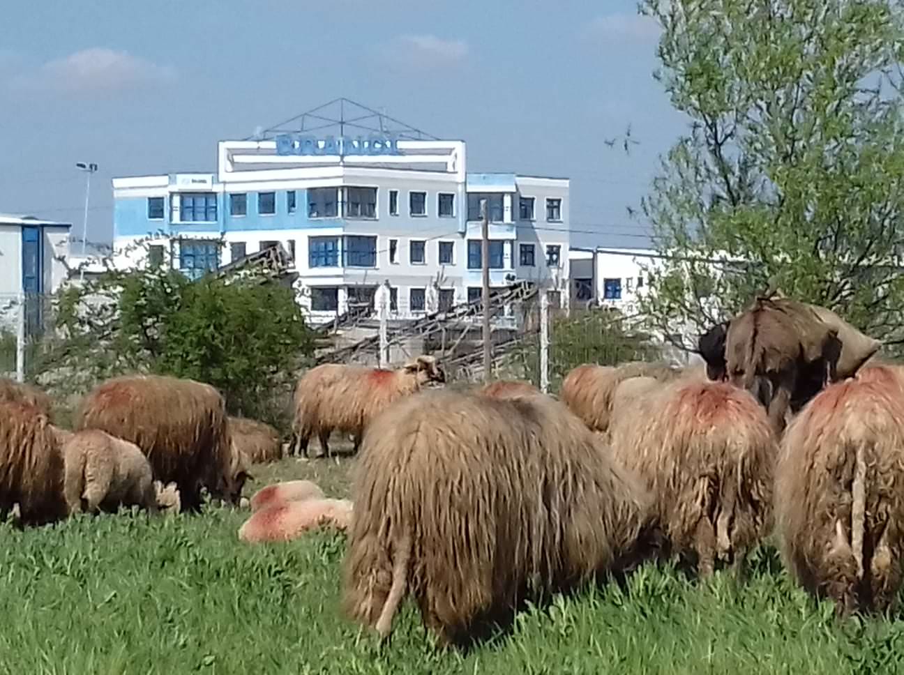 foto turmele de oi, tot mai prezente în sibiu. mai ales în zona turnișor