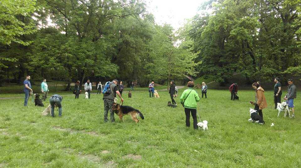 video foto - o altfel de plimbare cu câini prin parc la sibiu - inițiativa a fost un succes