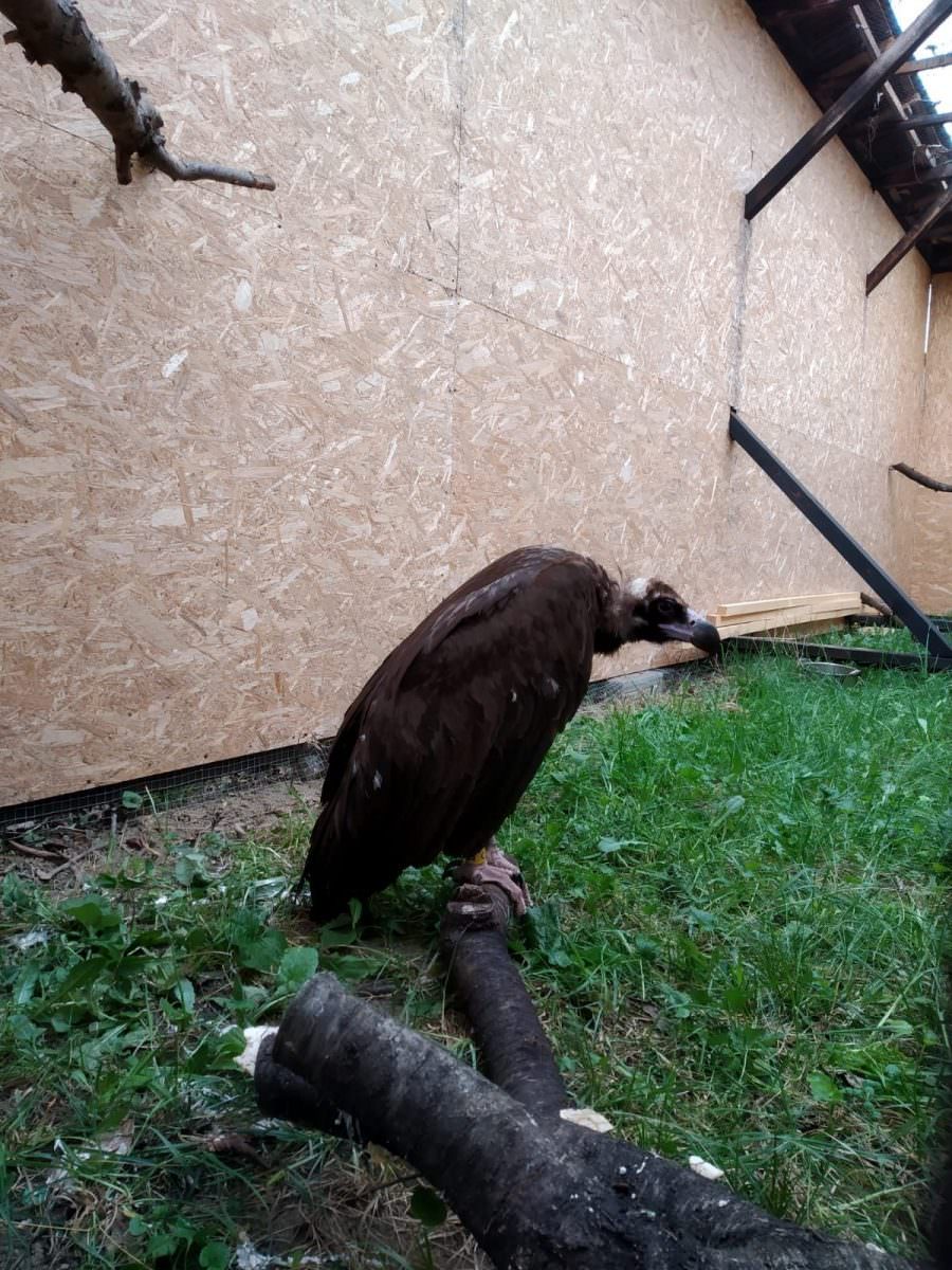 vultur negru în trecere pe la sibiu - specie dispărută în românia