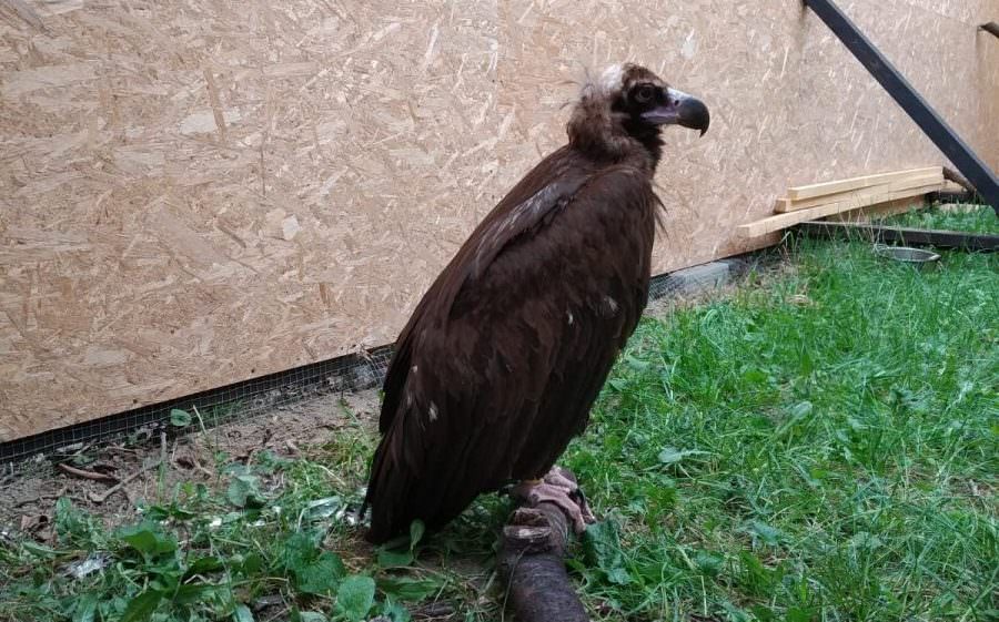 vultur negru în trecere pe la sibiu - specie dispărută în românia