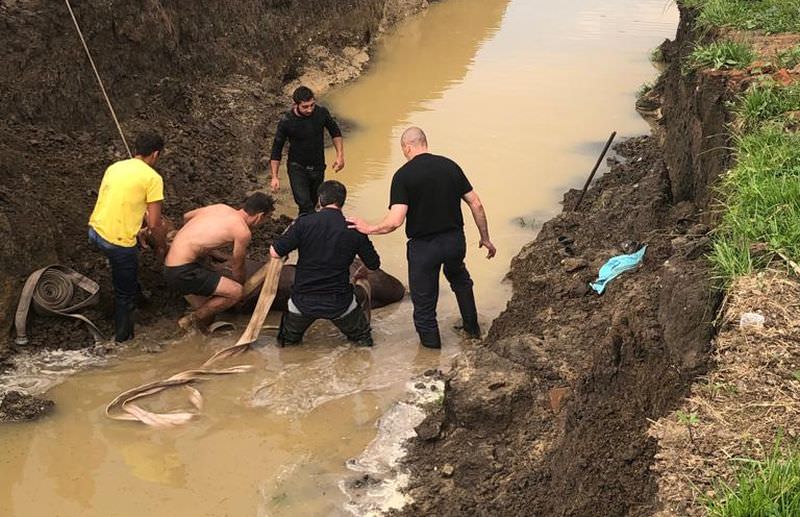 foto - cal salvat de pompieri după ce a căzut într-un canal de trei metri adâncime