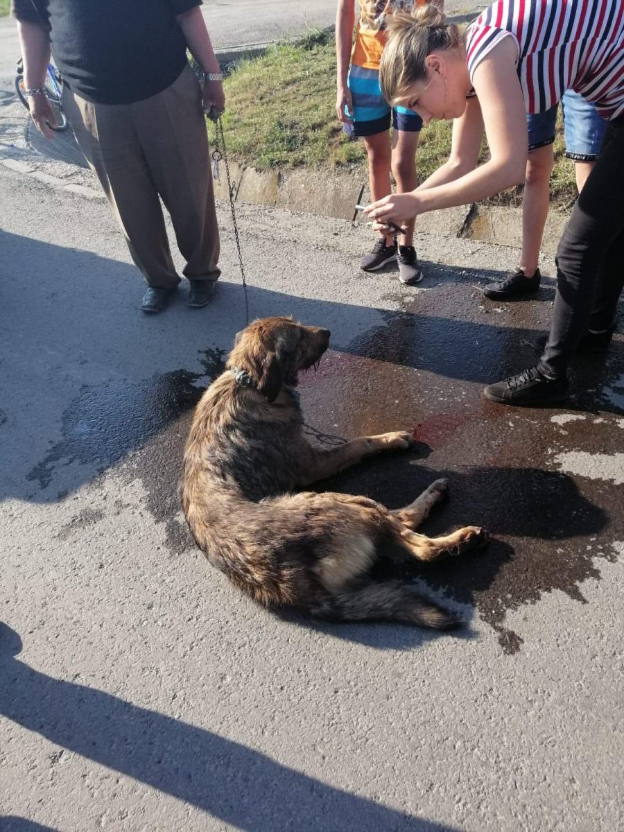 FOTO VIDEO Cruzime fără margini - Câine târât după o mașină pe străzile din Sibiu