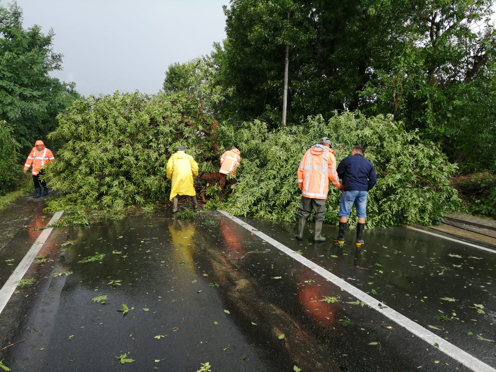 un copac doborât de vijelie a căzut peste doi copii. unul dintre ei a decedat