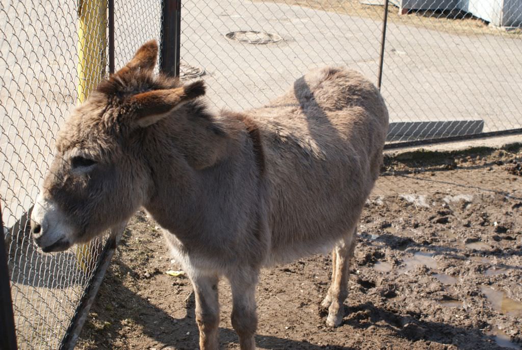 copil de trei ani lovit de un măgar la zoo sibiu