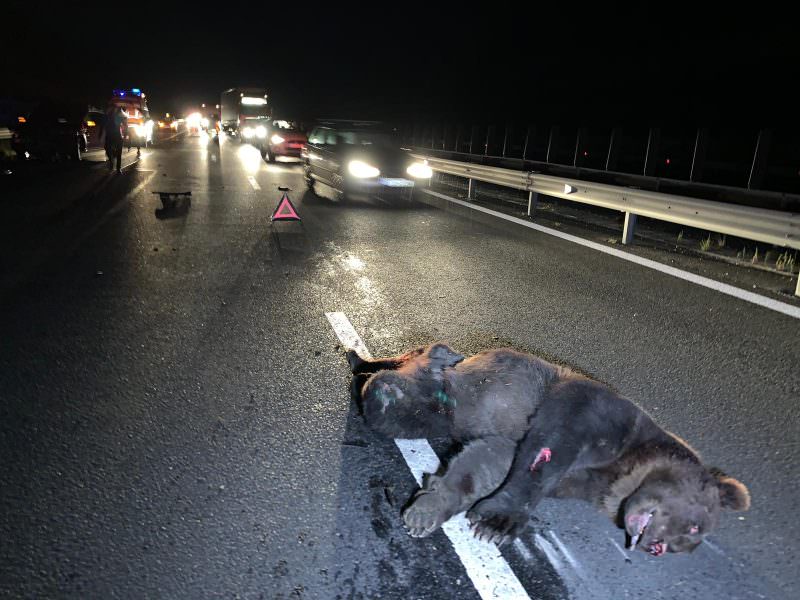 VIDEO FOTO Urs de 200 de kilograme lovit pe autostrada Sibiu - Deva - Patru mașini implicate