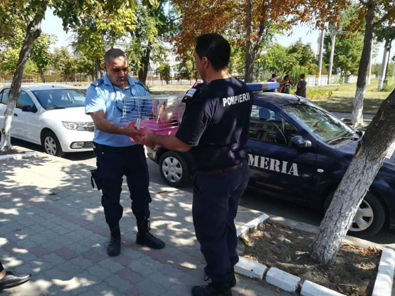 FOTO Pui de barză adus din Slobozia la Cristian - Jandarmii și pompierii l-au salvat