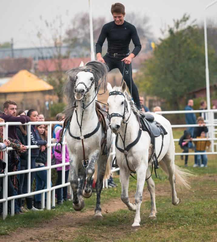 evenimentul ecvestru al toamnei este dracula horse festival - la ce să te aștepți