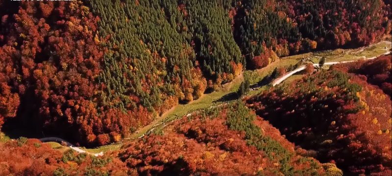 video - imagini superbe de toamnă la păltiniș - video-ul are sute de mii de vizualizări