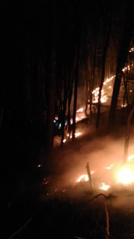 VIDEO FOTO Incendiu în pădurea Măgura, lângă Cisnădie