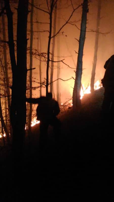 VIDEO FOTO Incendiu în pădurea Măgura, lângă Cisnădie