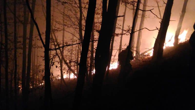 video foto incendiu în pădurea măgura, lângă cisnădie