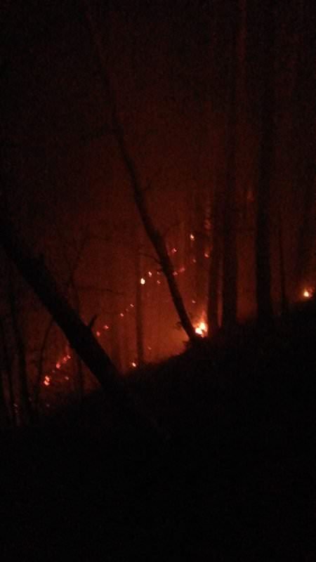 VIDEO FOTO Incendiu în pădurea Măgura, lângă Cisnădie