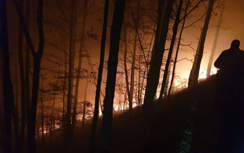 VIDEO FOTO Incendiu în pădurea Măgura, lângă Cisnădie