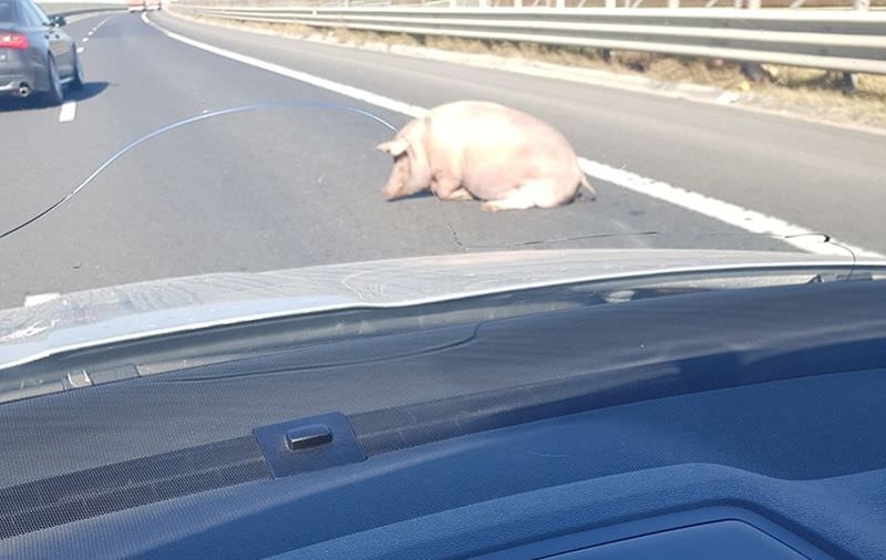 FOTO Un porc a „zburat” dintr-o camionetă pe autostradă la Sibiu - Șoferul a luat amendă