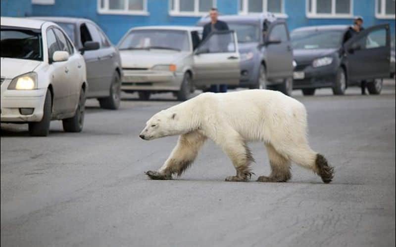 foto cum arată acum ursul polar care a mers 1.500 de kilometri după mâncare